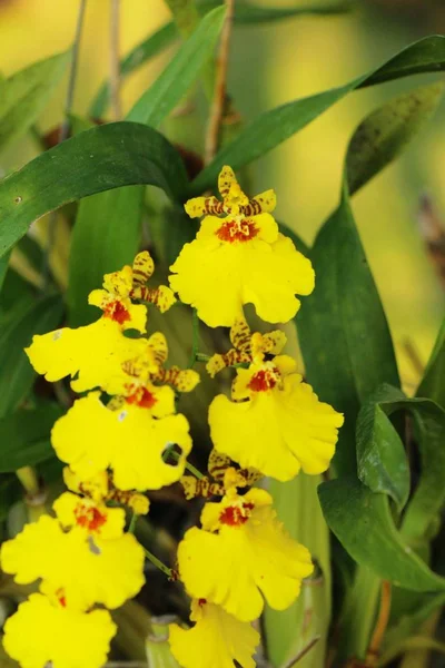 Fiore di orchidea a bello nella natura — Foto Stock