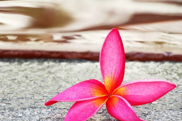 Flor frangipani es hermosa en la piscina — Foto de Stock