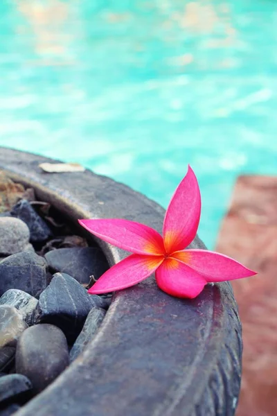 Frangipani fleur est belle à la piscine — Photo