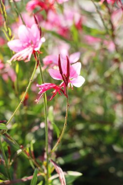 Bahçede güzel renkli çiçek