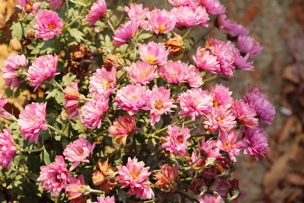 庭の菊の花は美しい — ストック写真