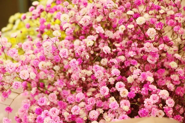Crisântemos flor é bonita no jardim — Fotografia de Stock