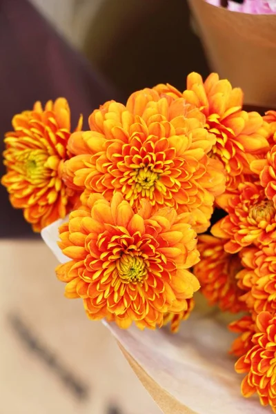 Chrysanten bloem is mooi in de tuin — Stockfoto