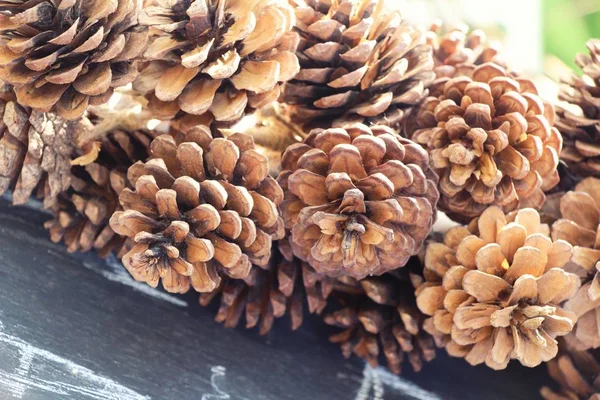자연과 함께 소나무 콘 — 스톡 사진