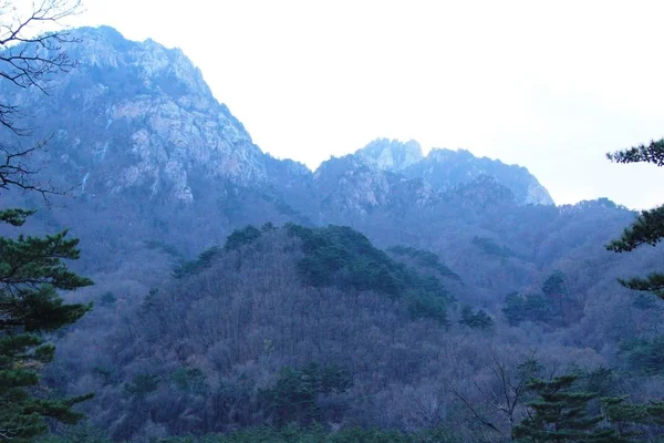 山和森林风景以自然 — 图库照片