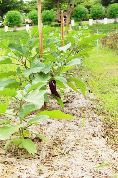 Paars aubergine op de boom in de tuin — Stockfoto