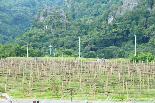 Виноград оставляет новый побег в винограднике — стоковое фото