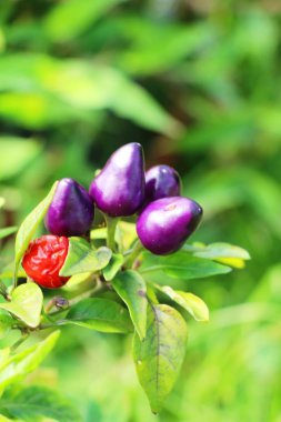 Bahçedeki ağaç üzerinde taze biber