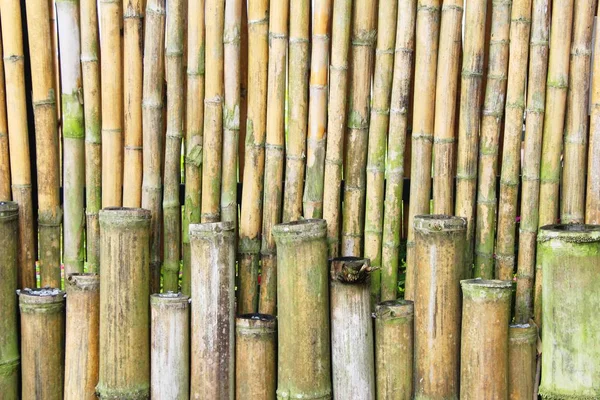 Bambustre med bakgrunnsstruktur i tropisk klima – stockfoto