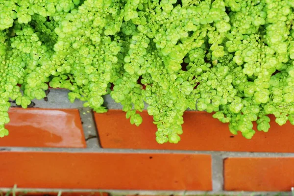 Ormbunke i trädgården med naturen — Stockfoto