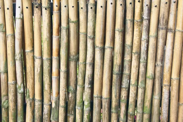 Bambu com textura de fundo em tropical — Fotografia de Stock