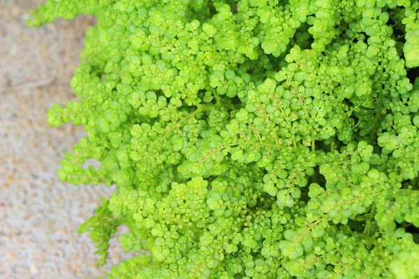 Fern in garden with nature — Stock Photo, Image