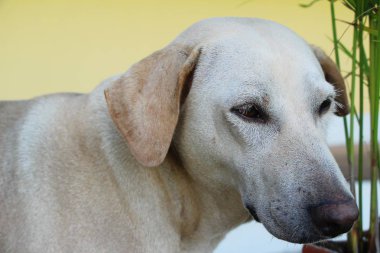 Köpek bahçede yürüyor