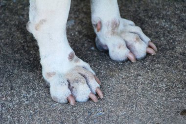 Köpek Bahçe toprağa ayak üzerindedir