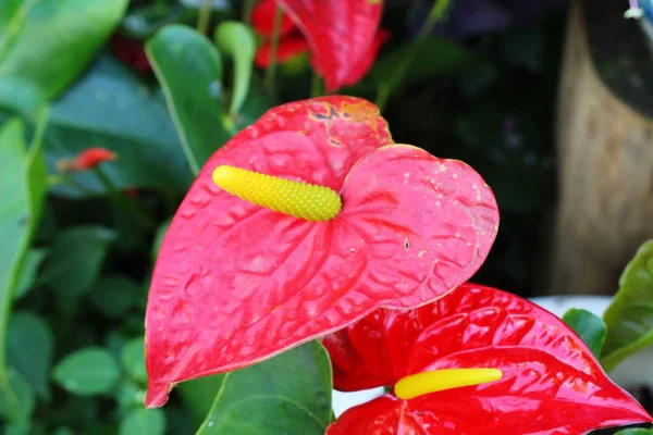 Flamingo-Blume in der Natur — Stockfoto