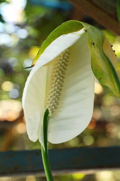 Flamingo flower at beautiful in the nature — Stock Photo, Image