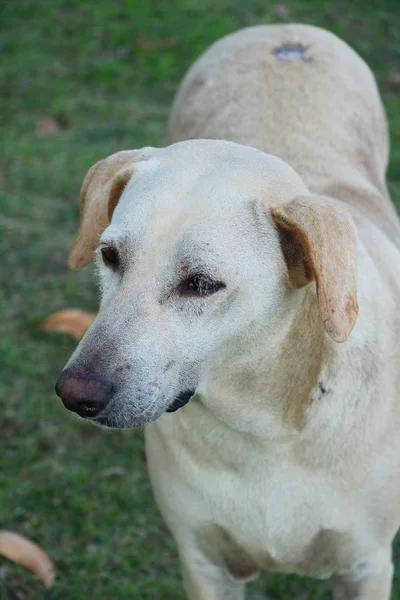 Köpek bahçede yürüyor — Stok fotoğraf