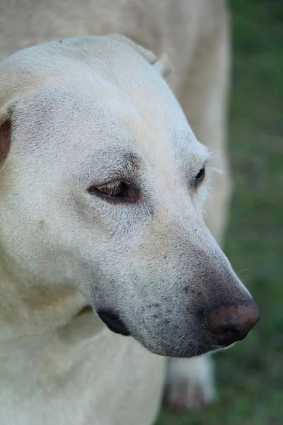 Köpek bahçede yürüyor — Stok fotoğraf