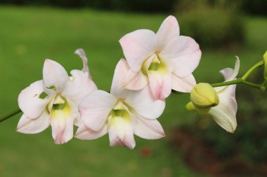 Orkide çiçek güzel doğa