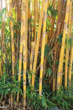Tropikal doğada ile bambu ağacı
