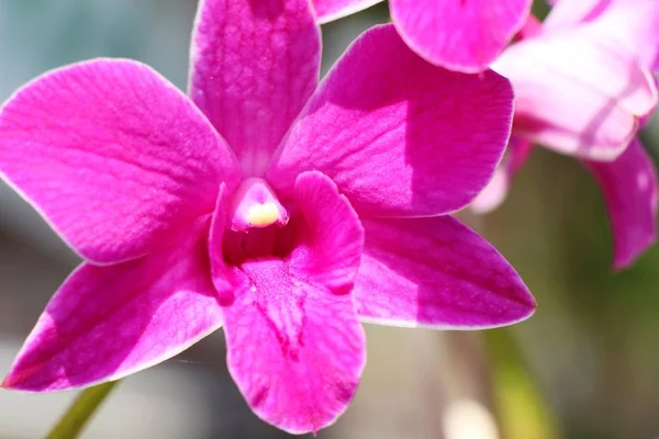 La flor de la orquídea a hermoso en la naturaleza — Foto de Stock