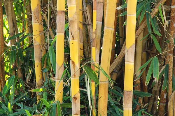 Bambustre med tropisk natur – stockfoto
