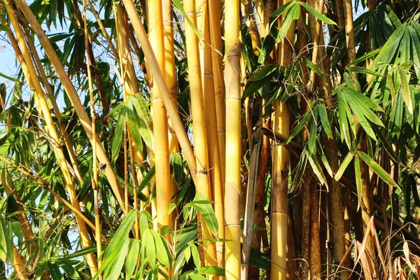 Bambu träd med naturen i tropiska — Stockfoto