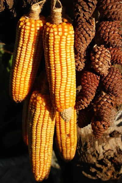 Seedlings of corn in farm with nature — Stock Photo, Image