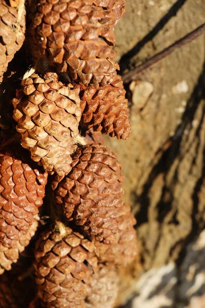 Cones de pinheiro na árvore com a natureza — Fotografia de Stock