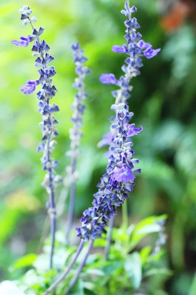 Zsálya lila virágok szép kertben — Stock Fotó