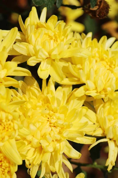 Bunga Chrysanthemums indah di taman — Stok Foto