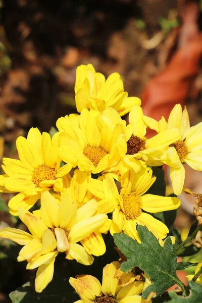 Chrysanthemen blühen schön im Garten — Stockfoto