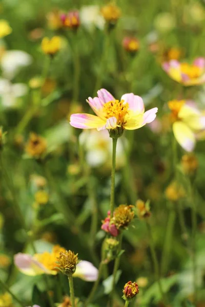 Bella fioritura fiori colorati in giardino — Foto Stock