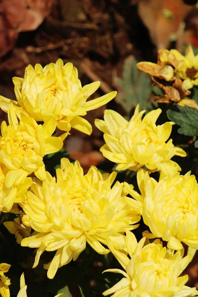 W ogrodzie do dyspozycji Gości jest piękny kwiat chryzantemy — Zdjęcie stockowe