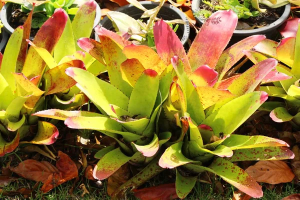 Bromeliad flor en el jardín con la naturaleza — Foto de Stock