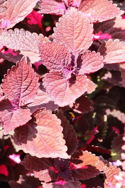 Röda löv i trädgården med naturen — Stockfoto