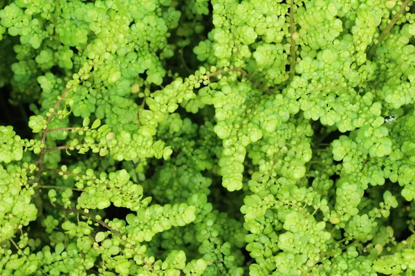 Ormbunke i trädgården med naturen — Stockfoto