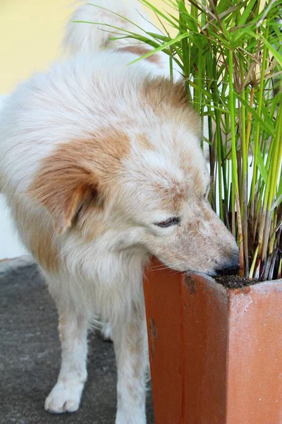 Dog was is walking in the garden — Stock Photo, Image