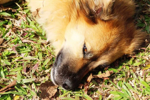 El perro estaba paseando en el jardín — Foto de Stock