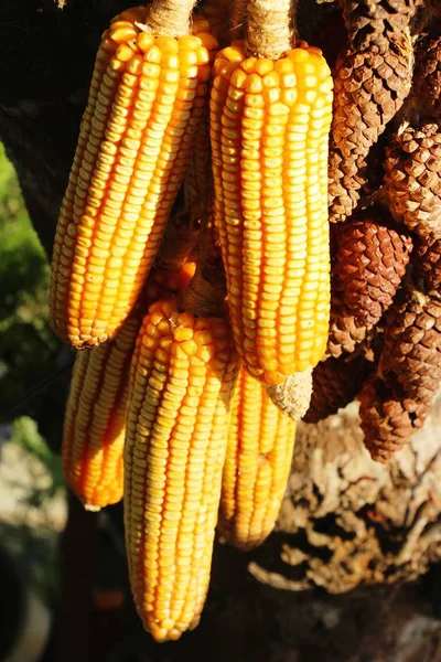 Sadzonki z kukurydzy w gospodarstwie z naturą — Zdjęcie stockowe