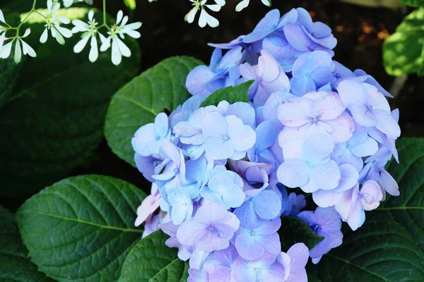 Hermosas flores de colores en el jardín —  Fotos de Stock