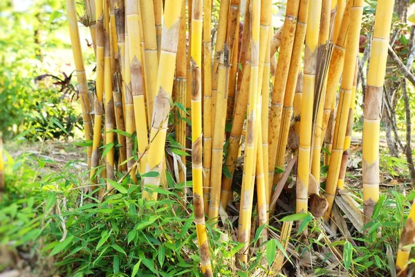 熱帯の自然と竹ツリー — ストック写真