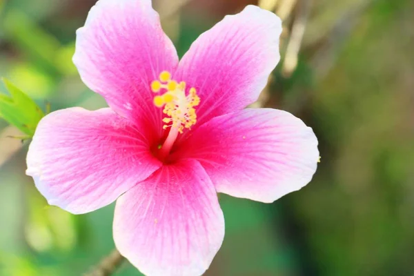 Hibiscus fleur à belle dans la nature — Photo