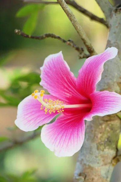 Hibiscus fleur à belle dans la nature — Photo