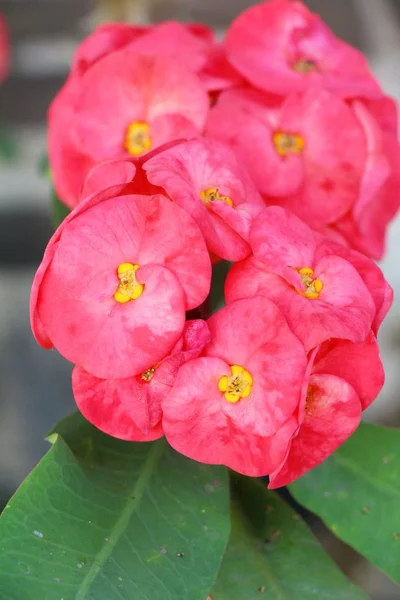 Euphorbia milli kroon van doornen in de natuur — Stockfoto