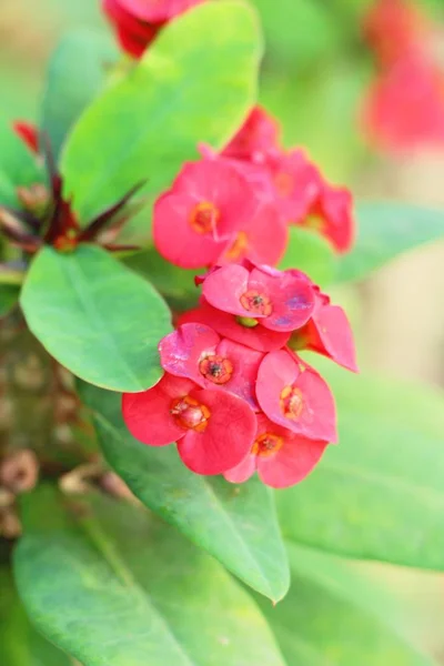 Euphorbia milli crown of thorns in nature — Stock Photo, Image