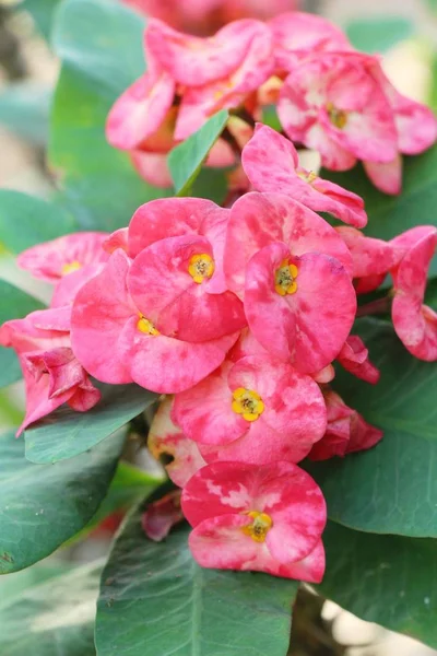 Euphorbia milli kroon van doornen in de natuur — Stockfoto