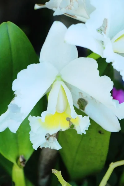 La flor de la orquídea a hermoso en la naturaleza —  Fotos de Stock