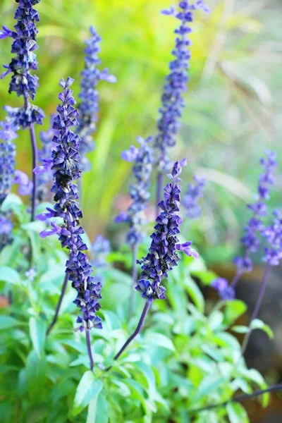 Purple Salvia Flowers Beautiful Garden — Stock Photo, Image