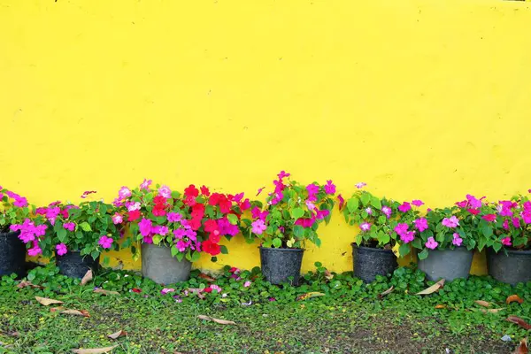 Hermosas flores de colores en el jardín — Foto de Stock